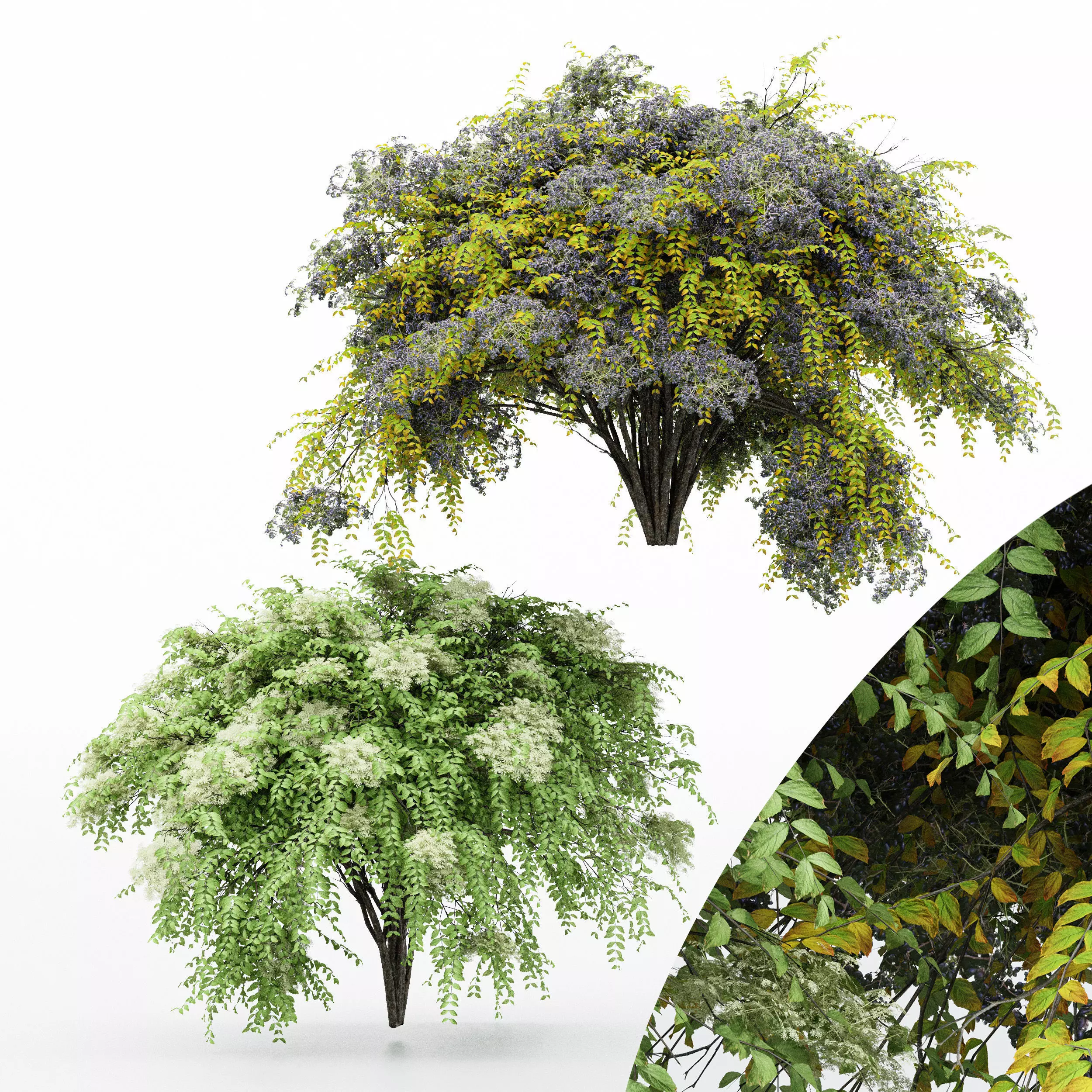 2 Different bush Japanese Angelica 3D model_0