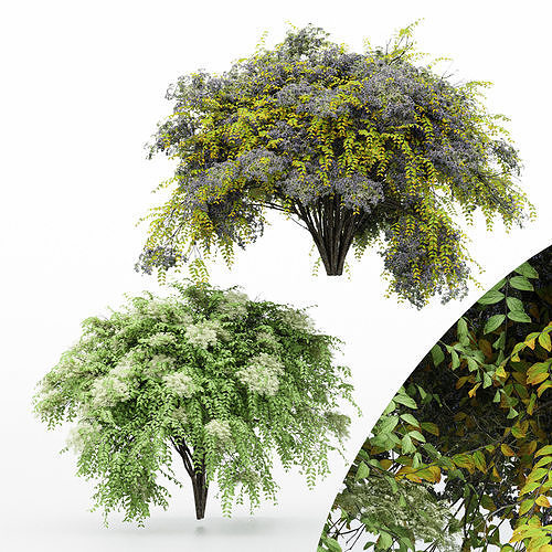 2 Different bush Japanese Angelica 3D model