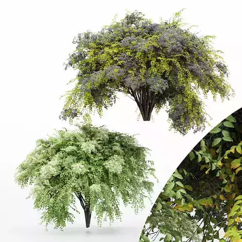2 Different bush Japanese Angelica 3D model