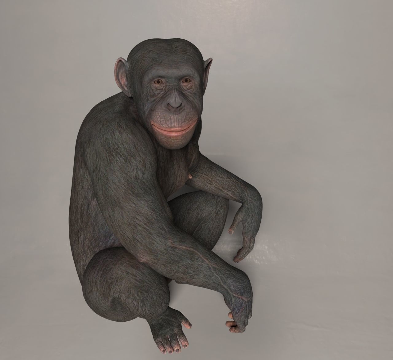 Ape monkey 3d model 3D model_1