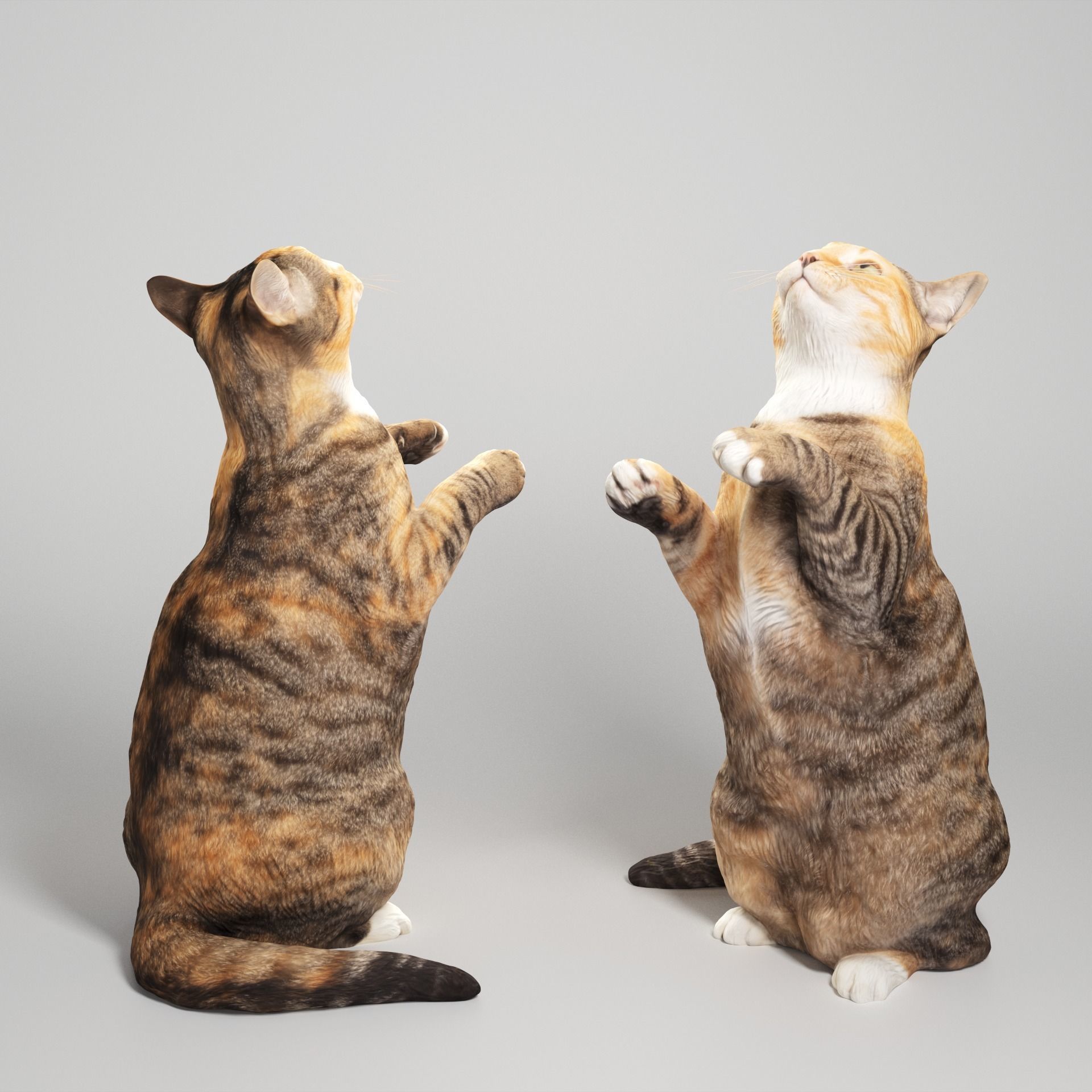 Calico cat 10 Low-poly 3D model_1