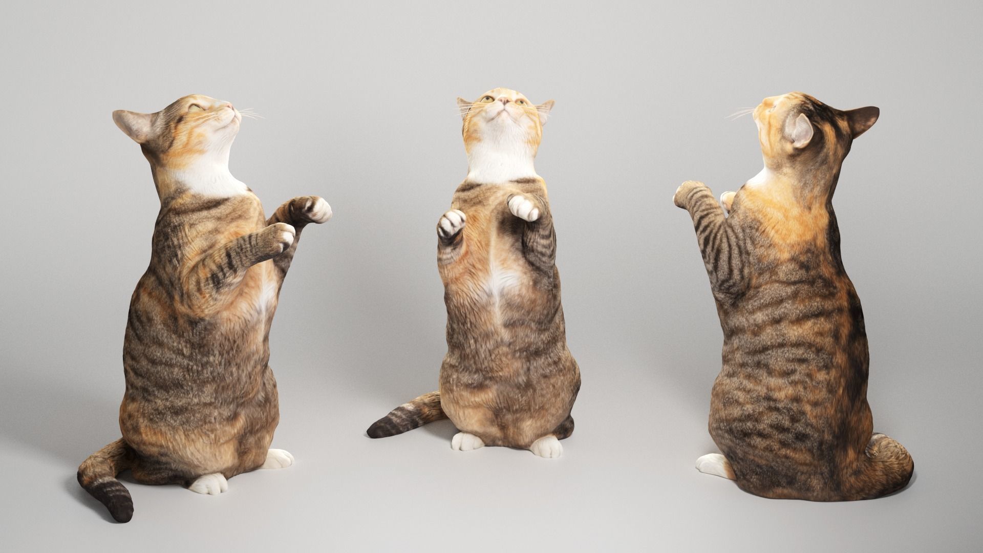 Calico cat 10 Low-poly 3D model_2