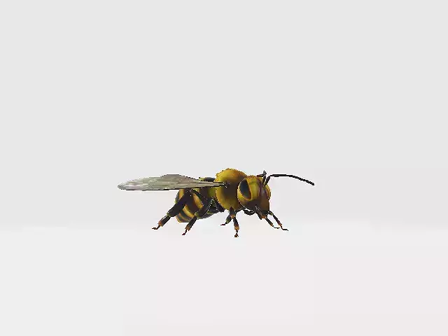 Honey Bee 3D model