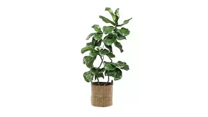 Ficus lyrata
