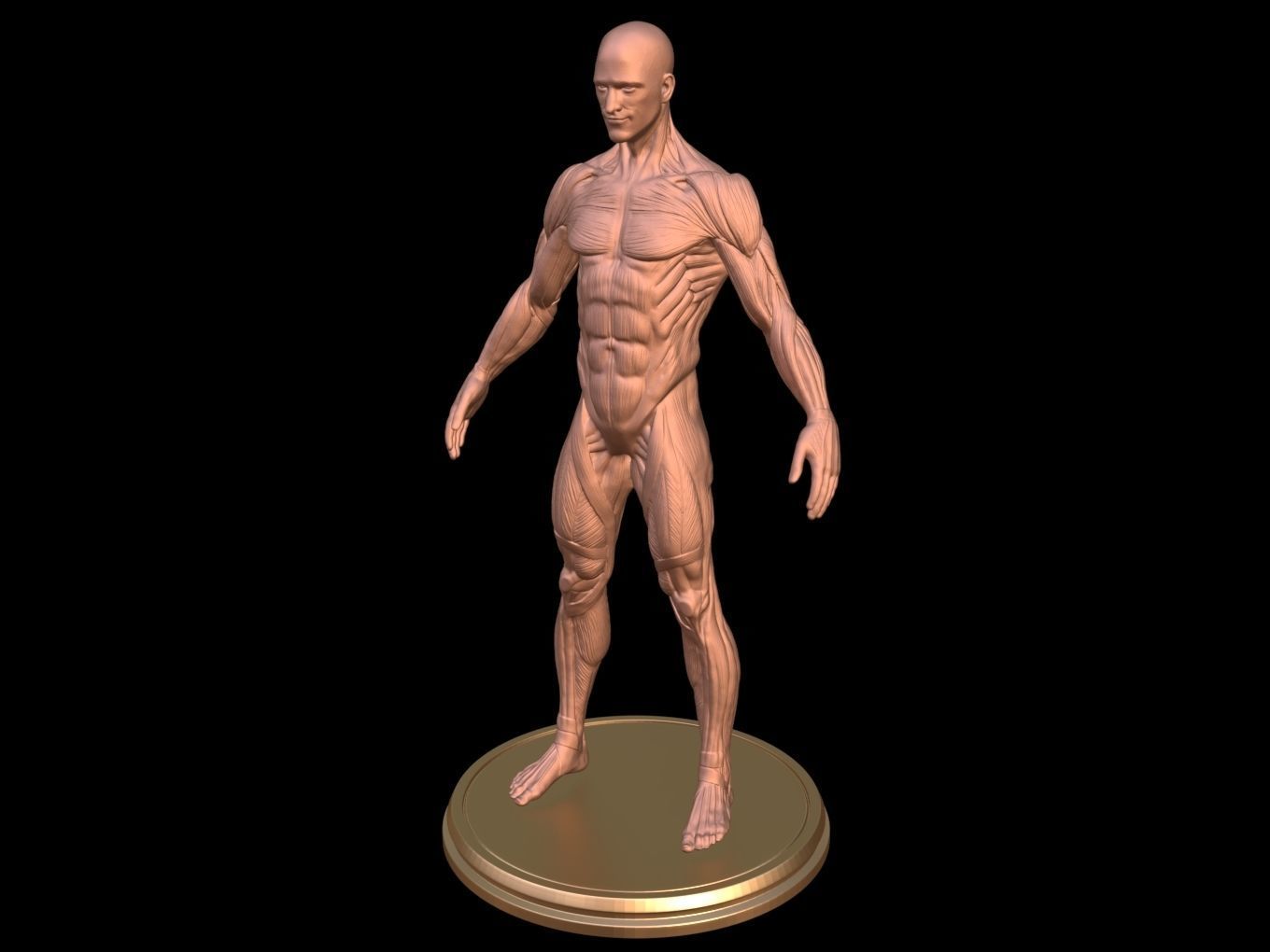 Man Anatomy Ecorche  3D print model_2