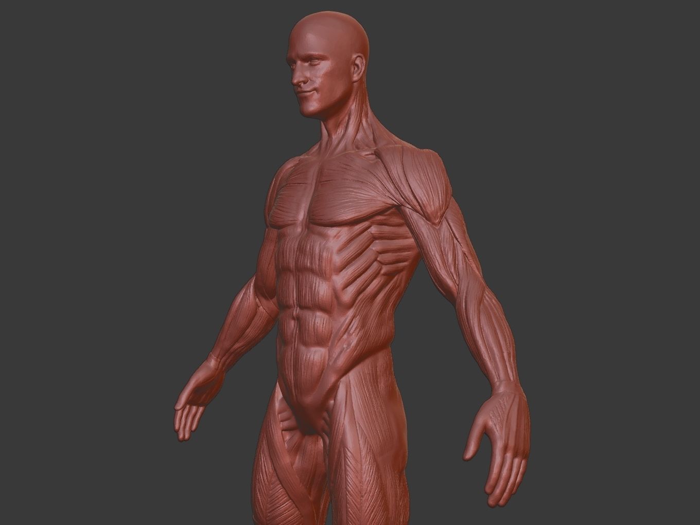 Man Anatomy Ecorche  3D print model_9