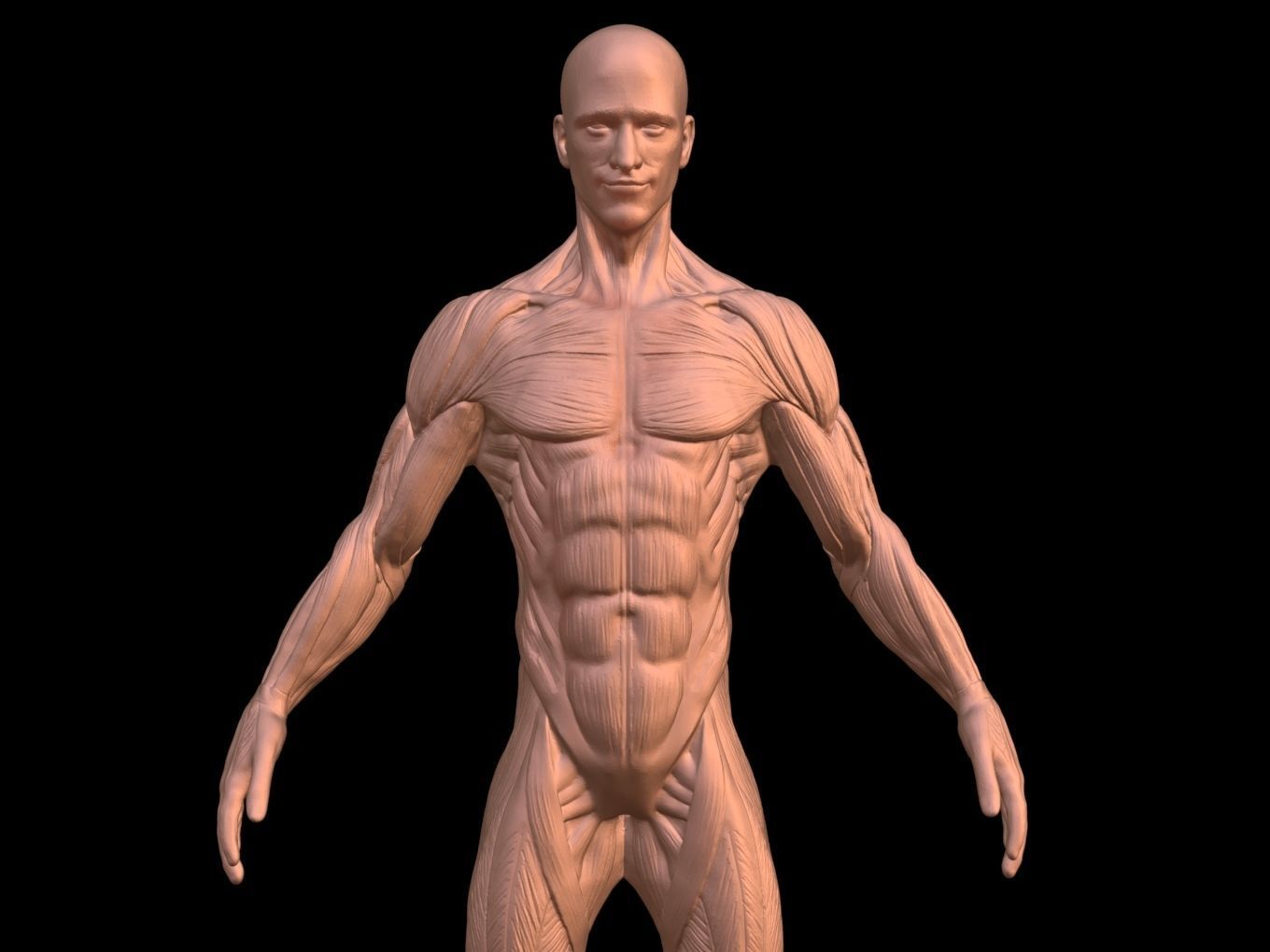 Man Anatomy Ecorche  3D print model_7