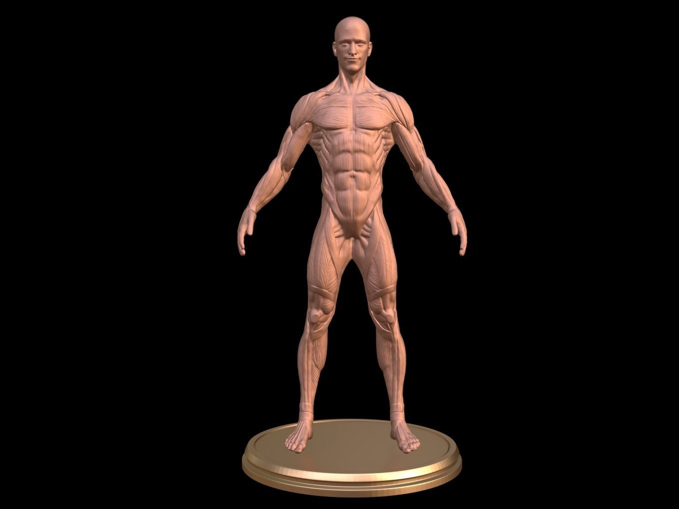 Man Anatomy Ecorche  3D print model_1