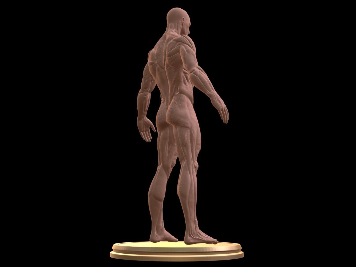 Man Anatomy Ecorche  3D print model_5