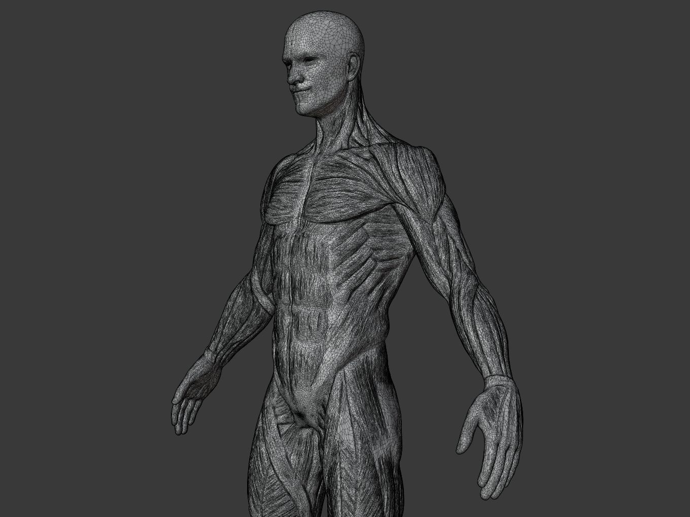 Man Anatomy Ecorche  3D print model_12
