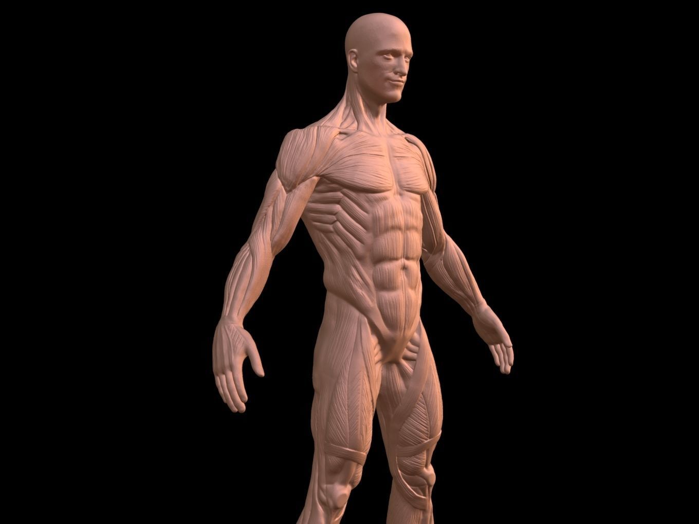 Man Anatomy Ecorche  3D print model_6