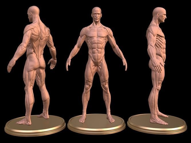 Man Anatomy Ecorche  3D print model