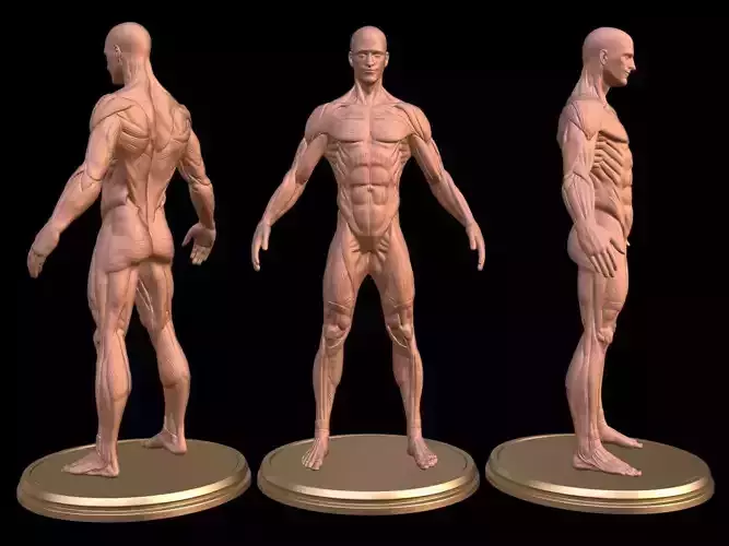 Man Anatomy Ecorche  3D print model
