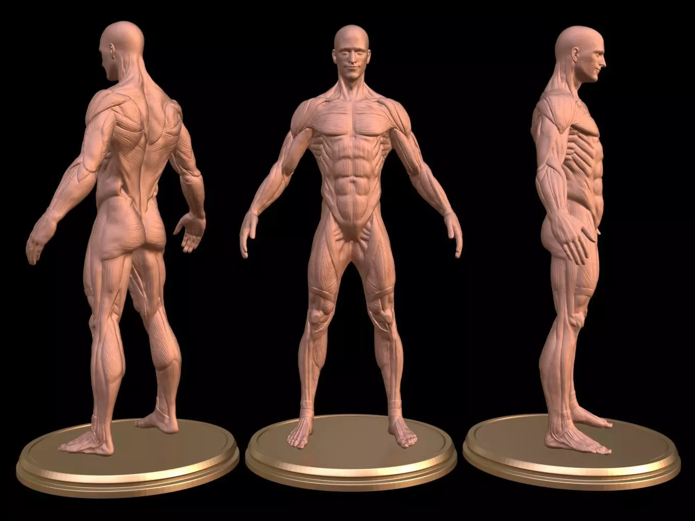 Man Anatomy Ecorche  3D print model_0