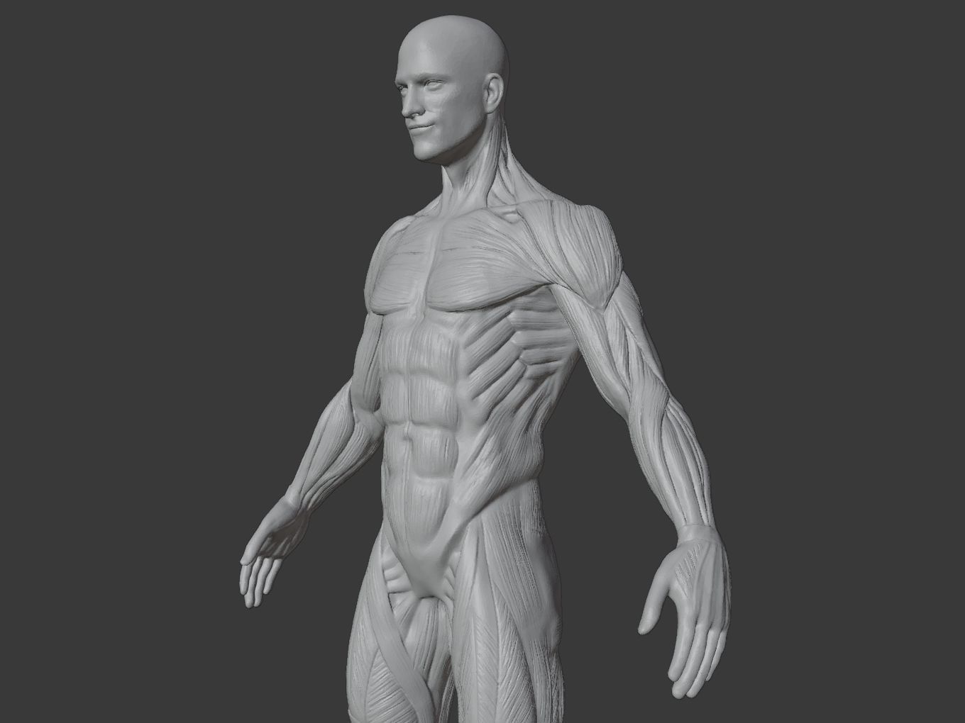 Man Anatomy Ecorche  3D print model_11