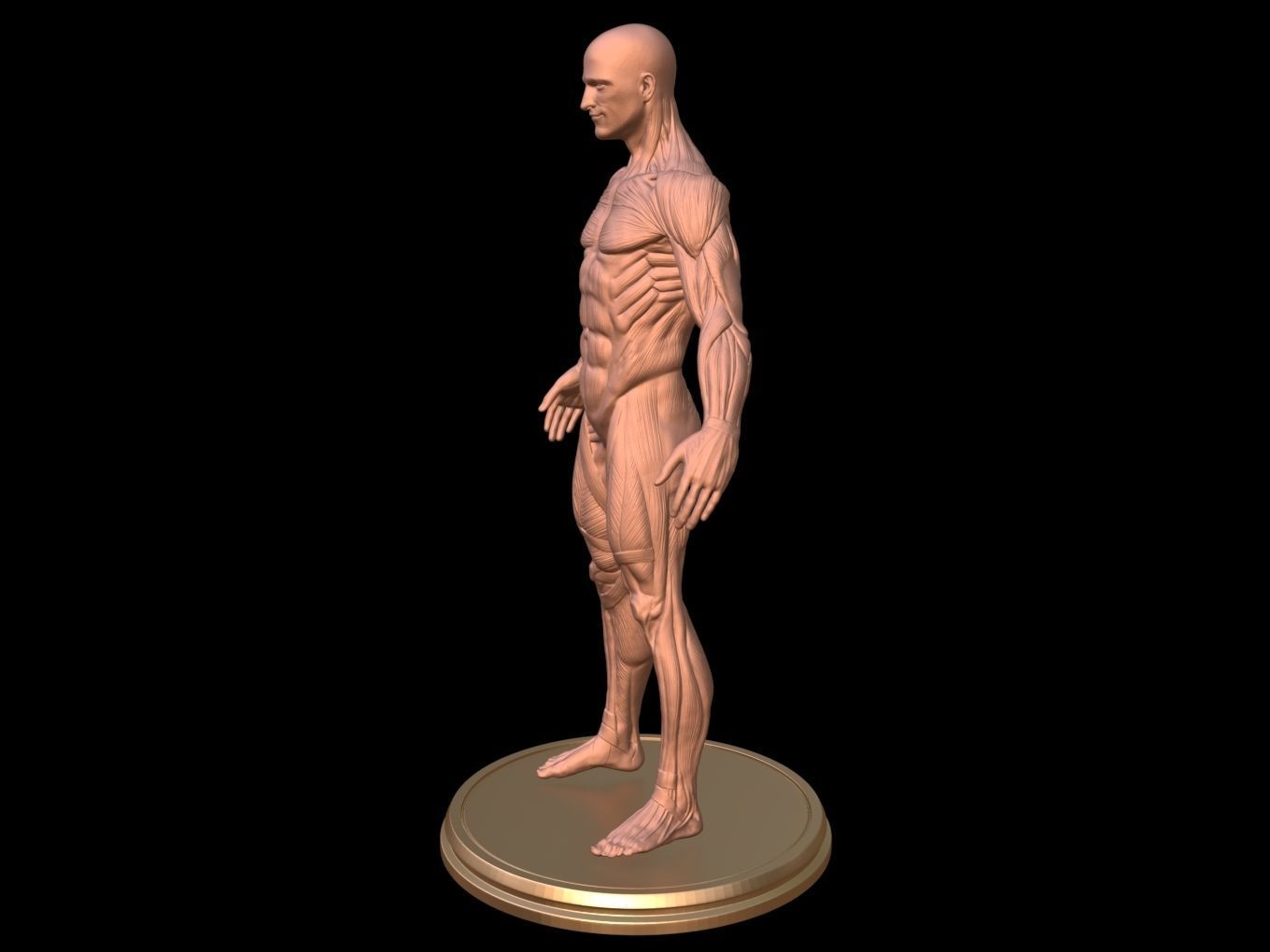 Man Anatomy Ecorche  3D print model_3