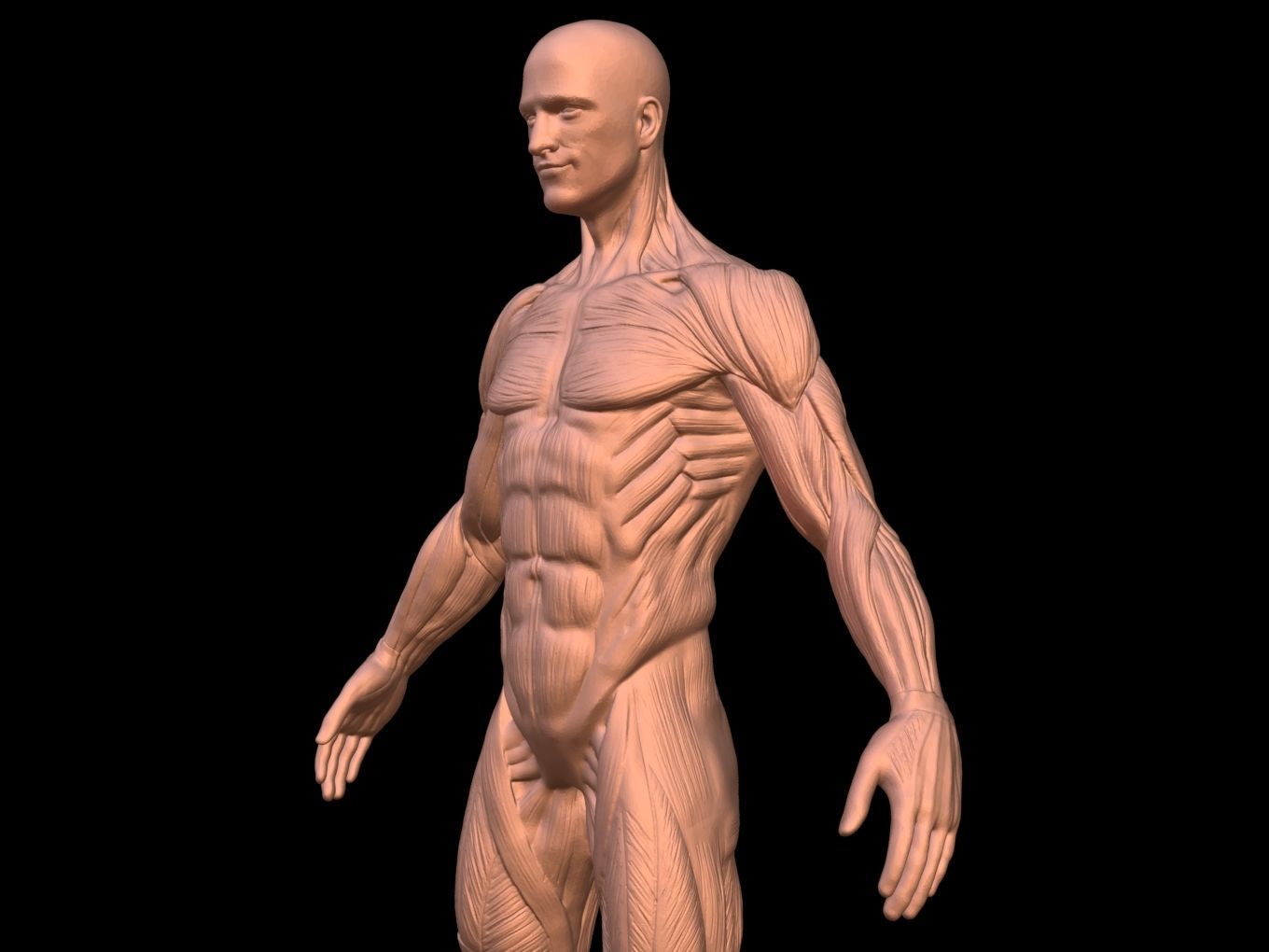 Man Anatomy Ecorche  3D print model_8
