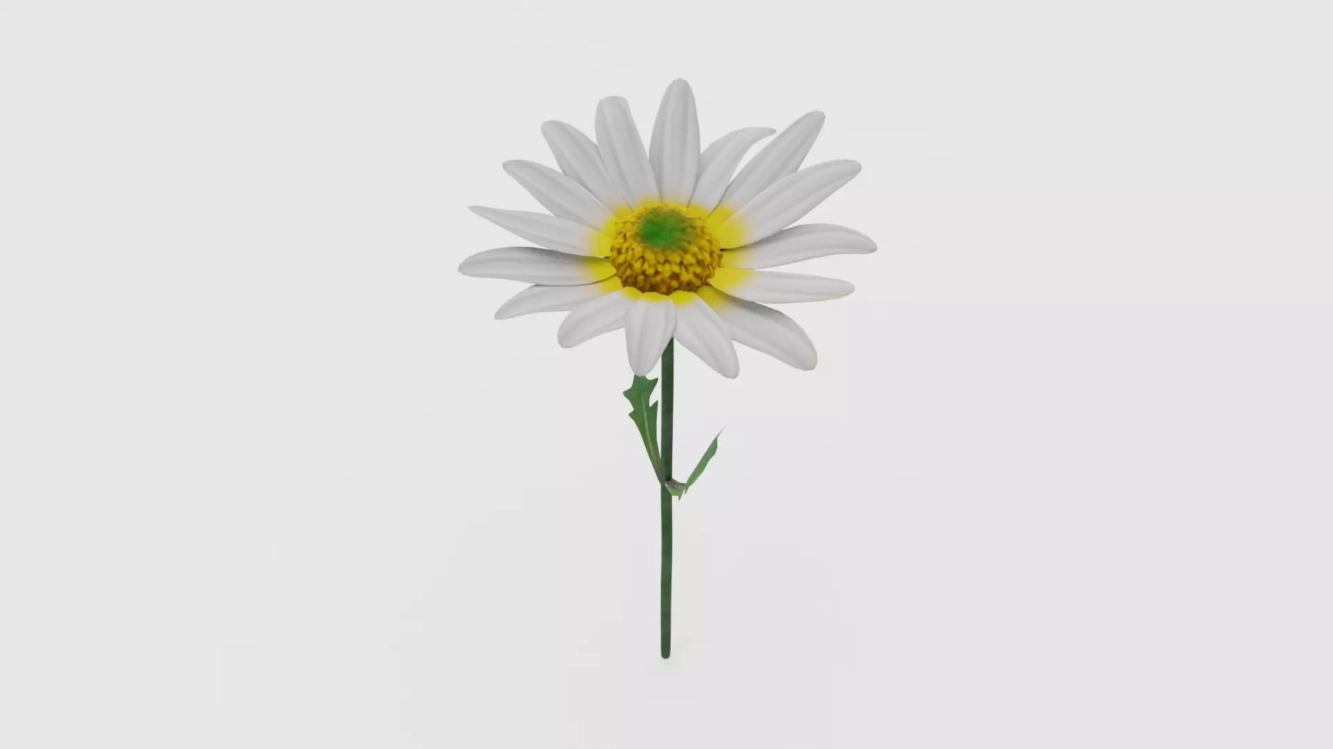 White Daisy Low-poly 3D model_0