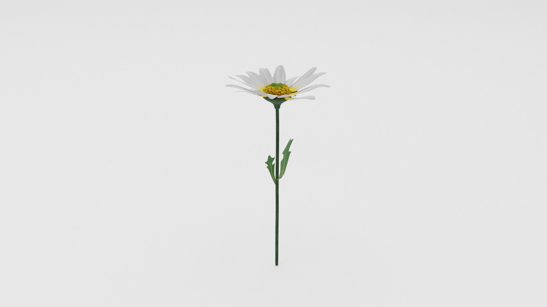 White Daisy Low-poly 3D model_2