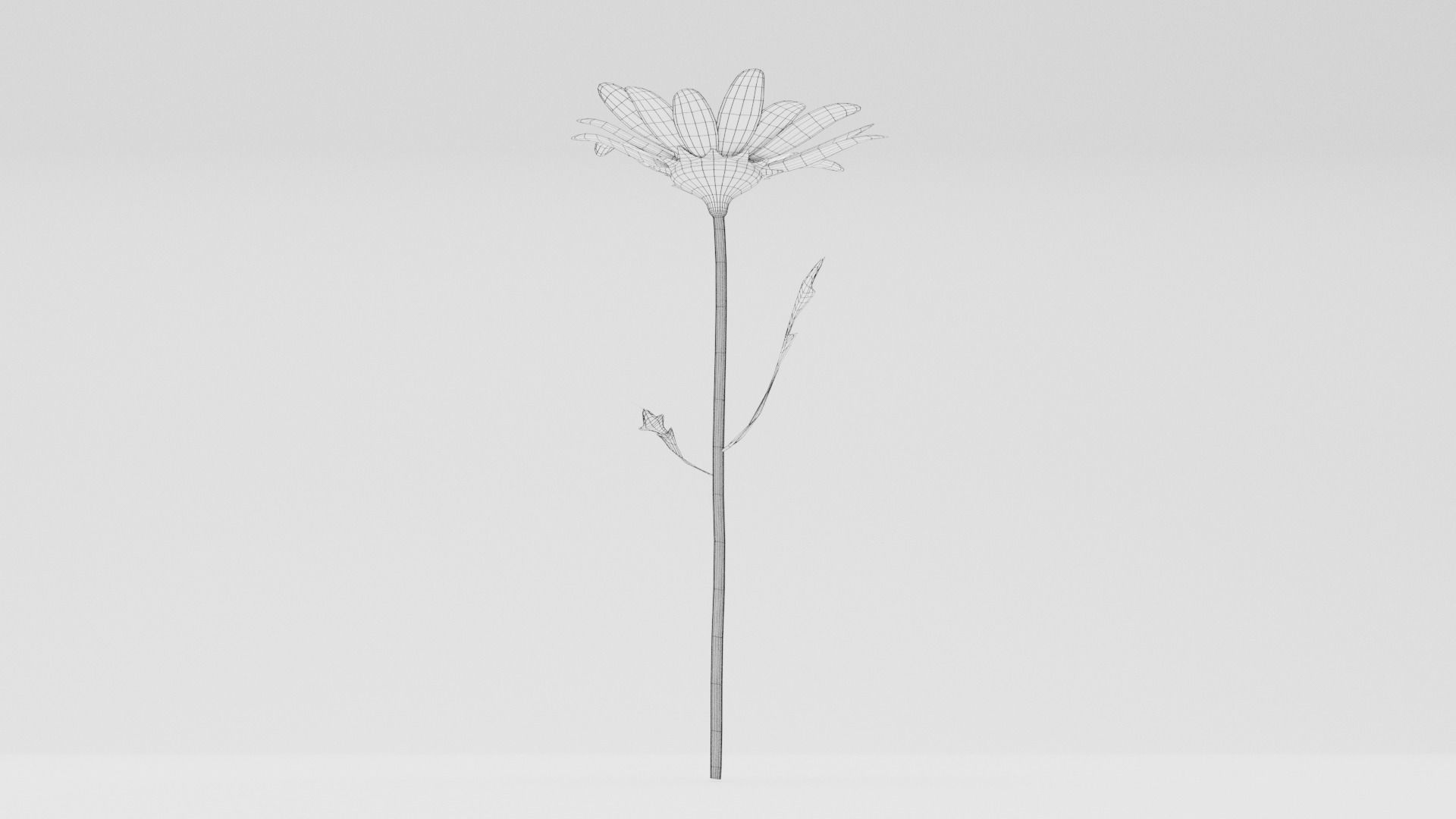 White Daisy Low-poly 3D model_7