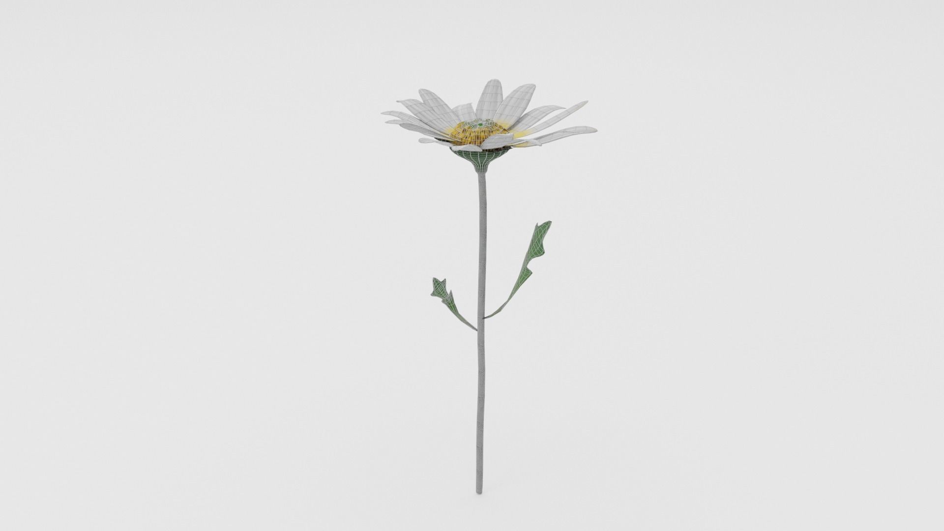 White Daisy Low-poly 3D model_4
