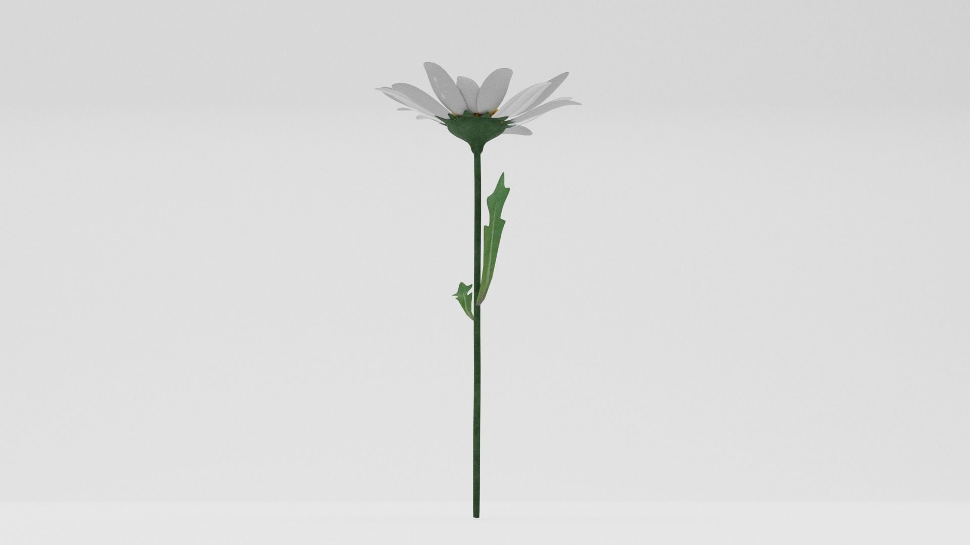 White Daisy Low-poly 3D model_3