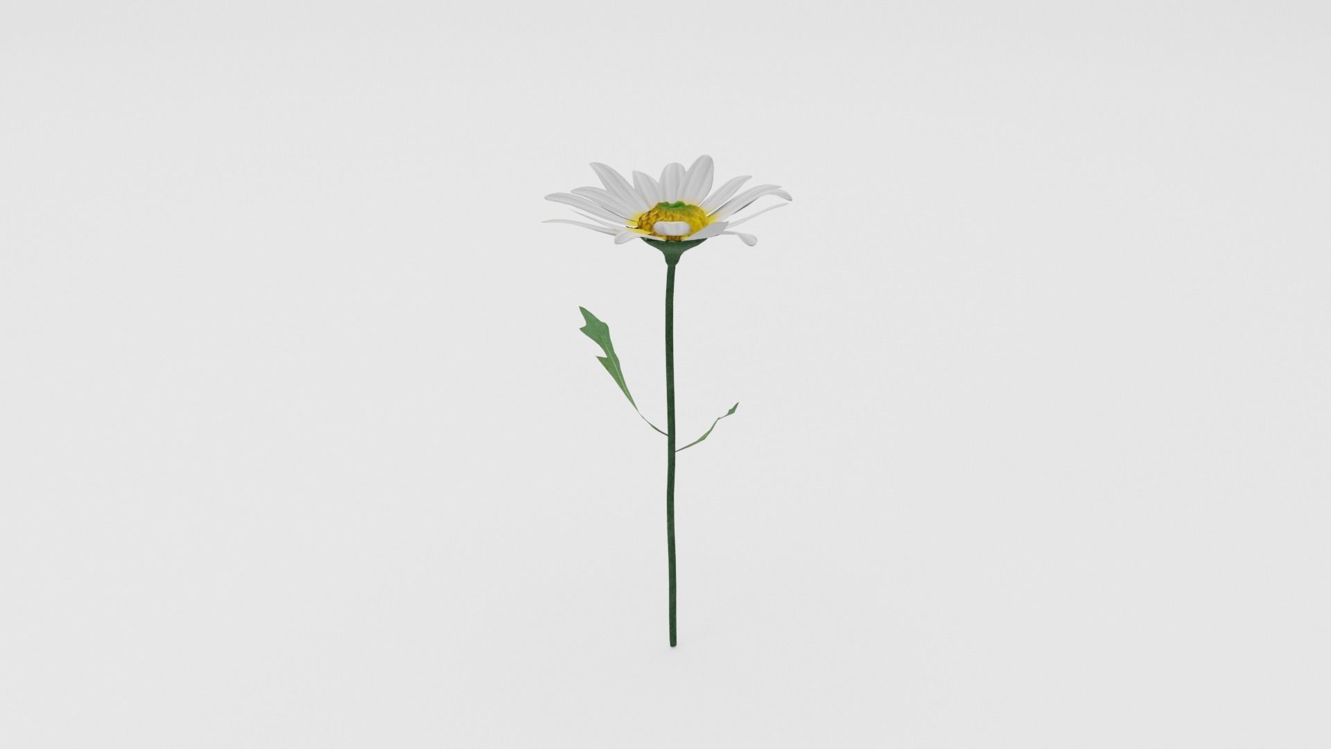 White Daisy Low-poly 3D model_1