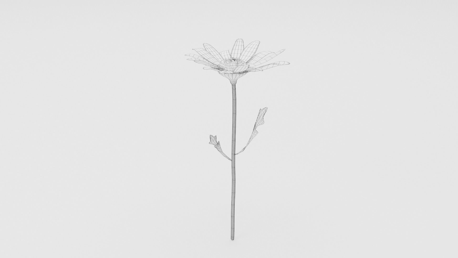 White Daisy Low-poly 3D model_5