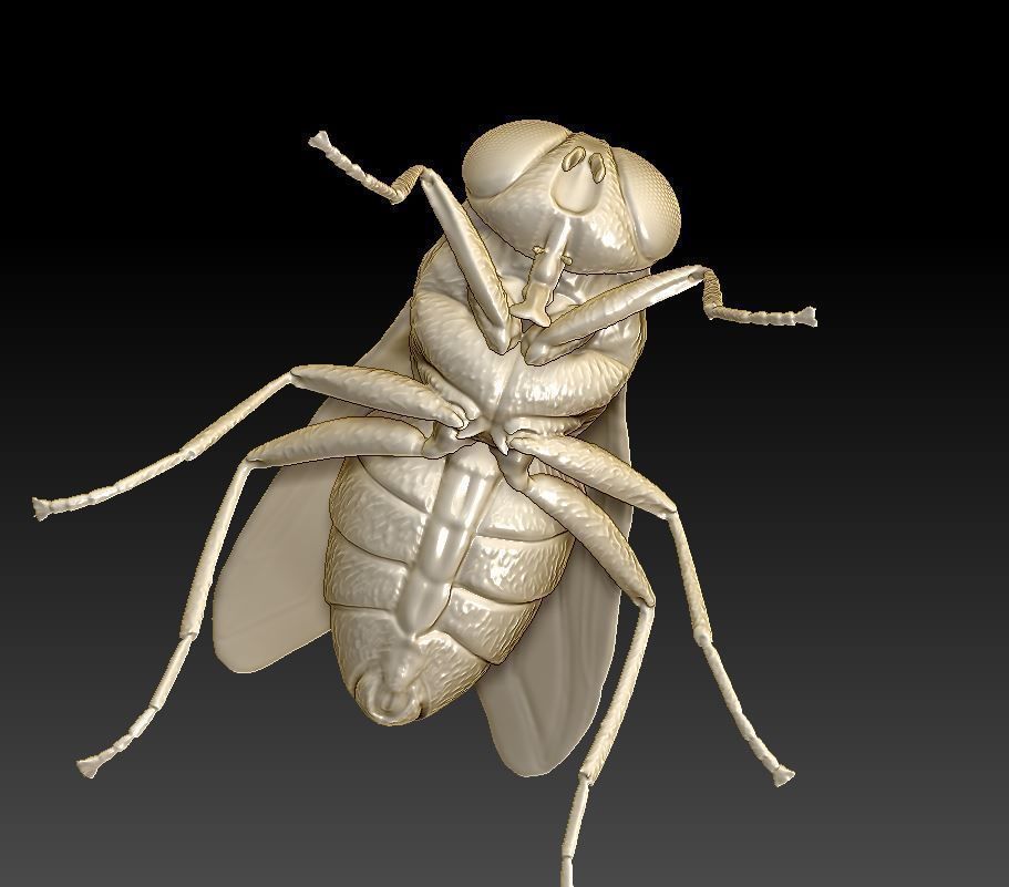fly flies 3D print model_6