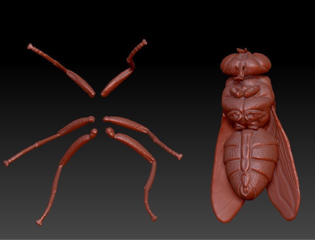 fly flies 3D print model_11