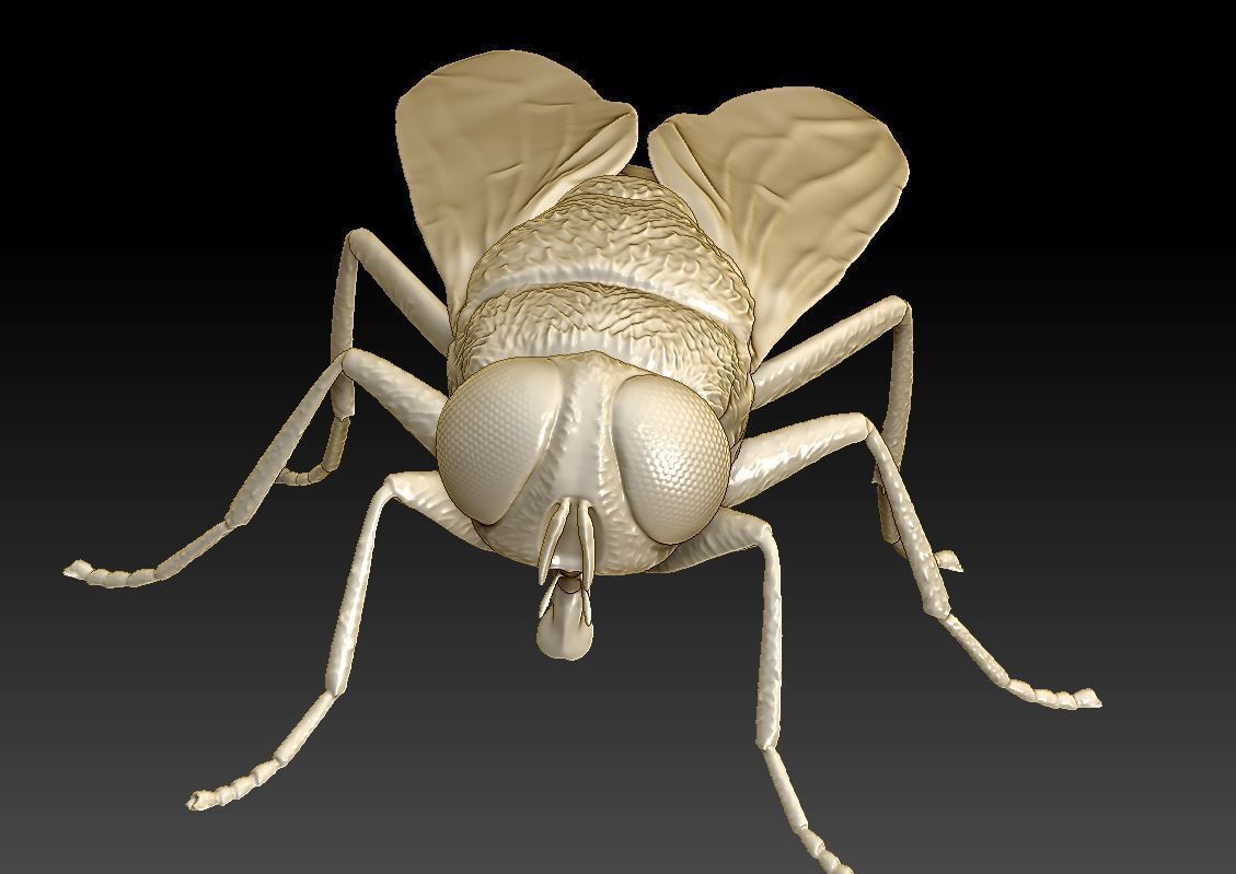 fly flies 3D print model_8