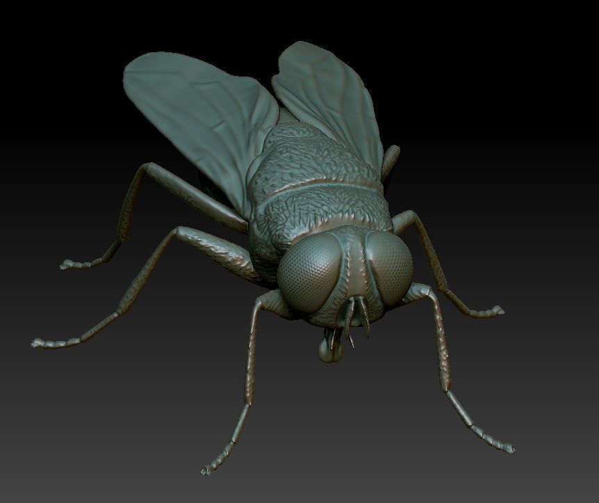 fly flies 3D print model_10