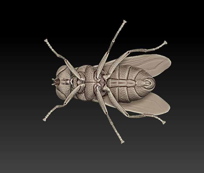 fly flies 3D print model_1