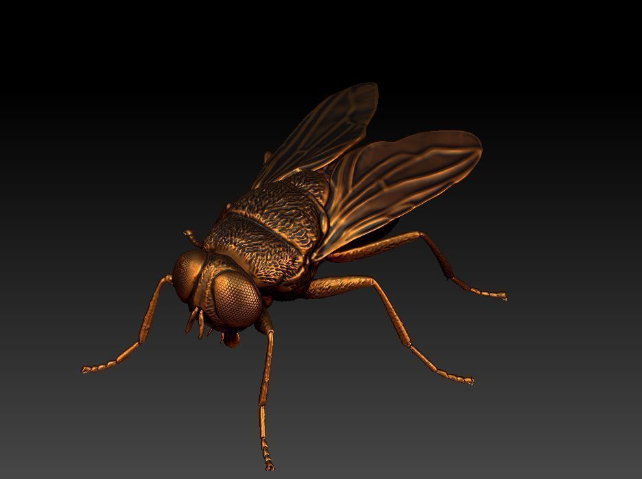 fly flies 3D print model_9