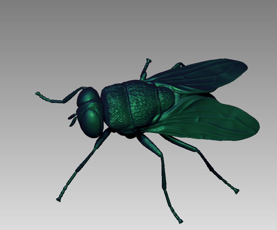 fly flies 3D print model_3