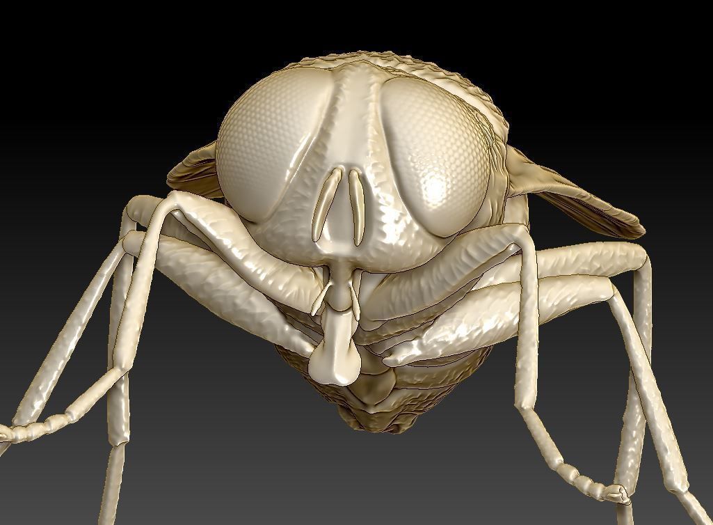 fly flies 3D print model_7