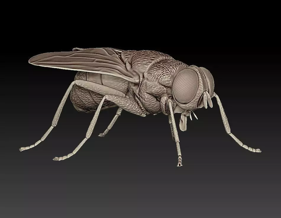 fly flies 3D print model_0