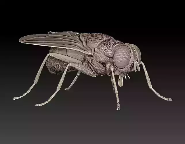 fly flies 3D print model