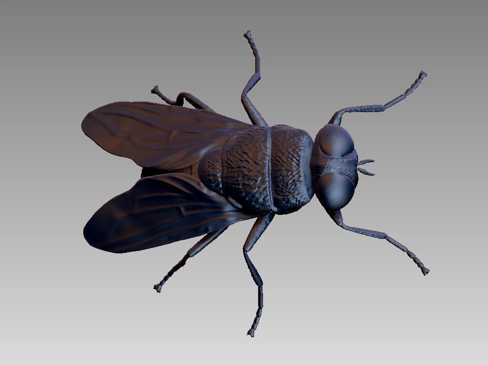 fly flies 3D print model_4