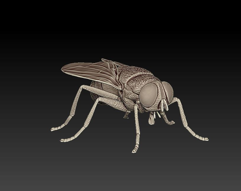fly flies 3D print model_2