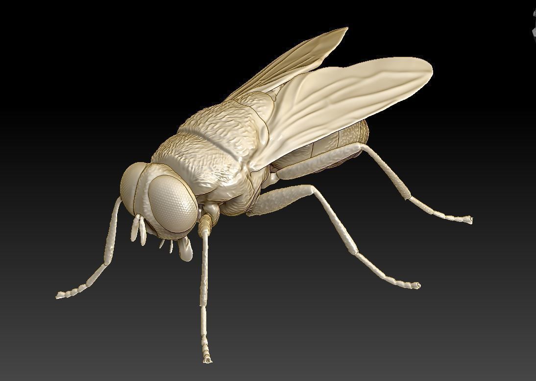 fly flies 3D print model_5