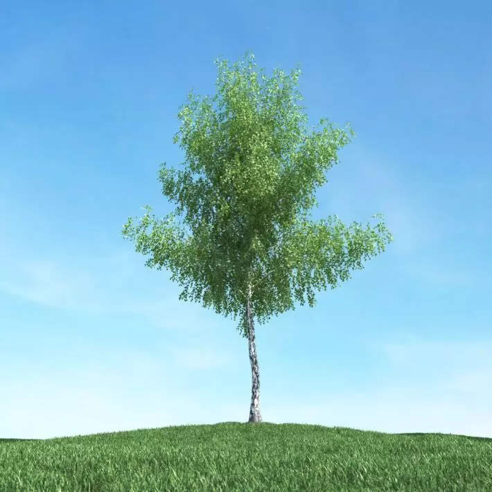 Tall Outdoor Tree 3D model_0