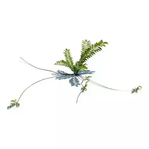 Green Plant And Vines