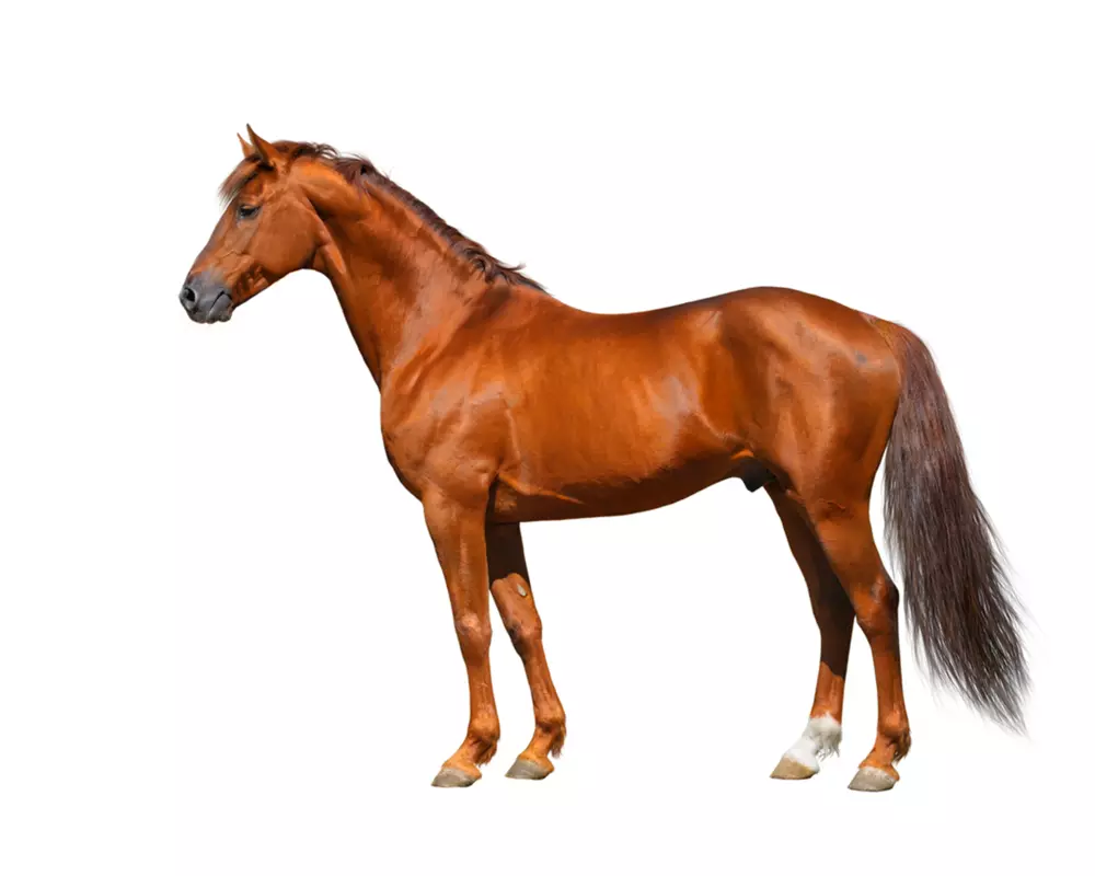 horse 3D model_0