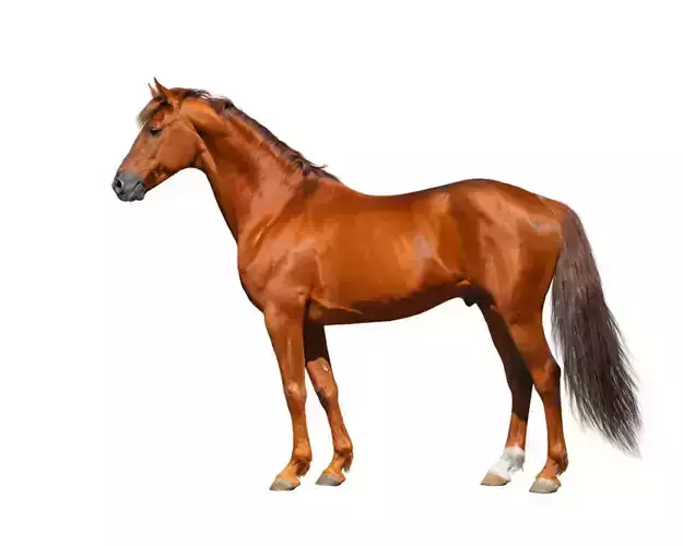 horse