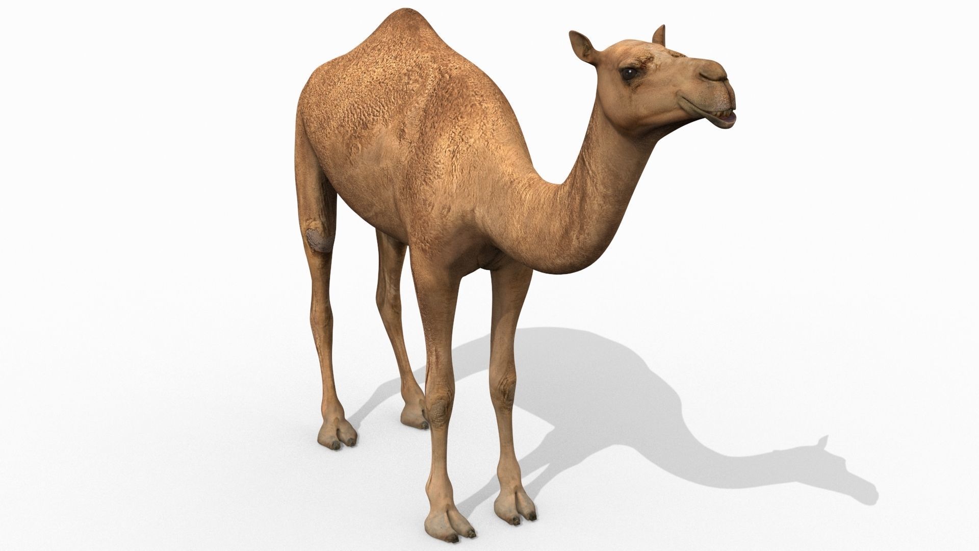 Pro Camel 8K - 3d animated model 3D model_9