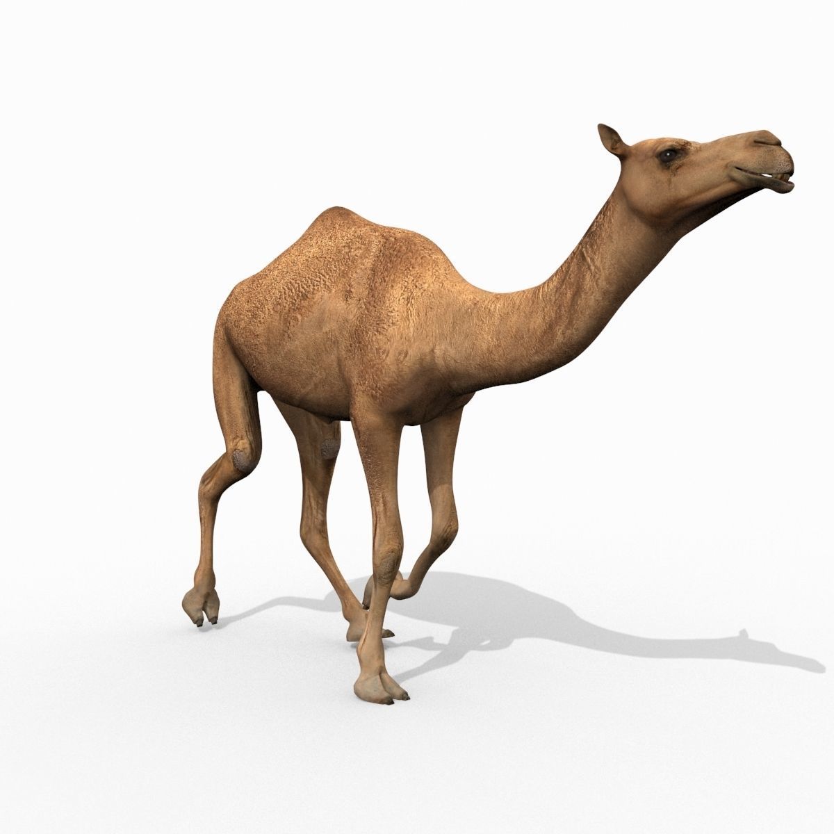 Pro Camel 8K - 3d animated model 3D model_13