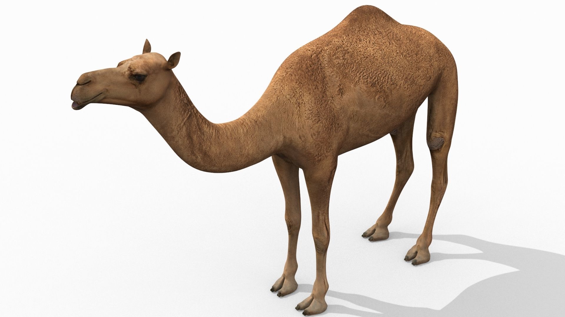 Pro Camel 8K - 3d animated model 3D model_12