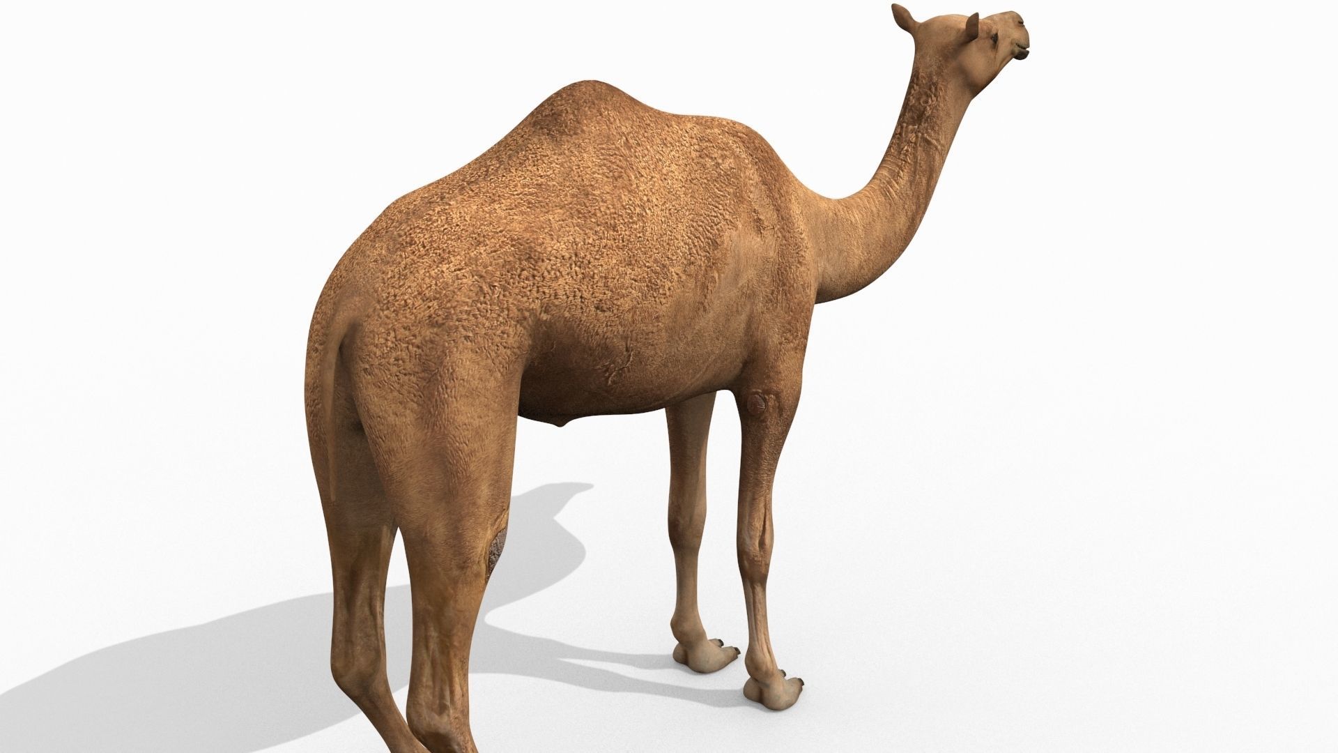 Pro Camel 8K - 3d animated model 3D model_10