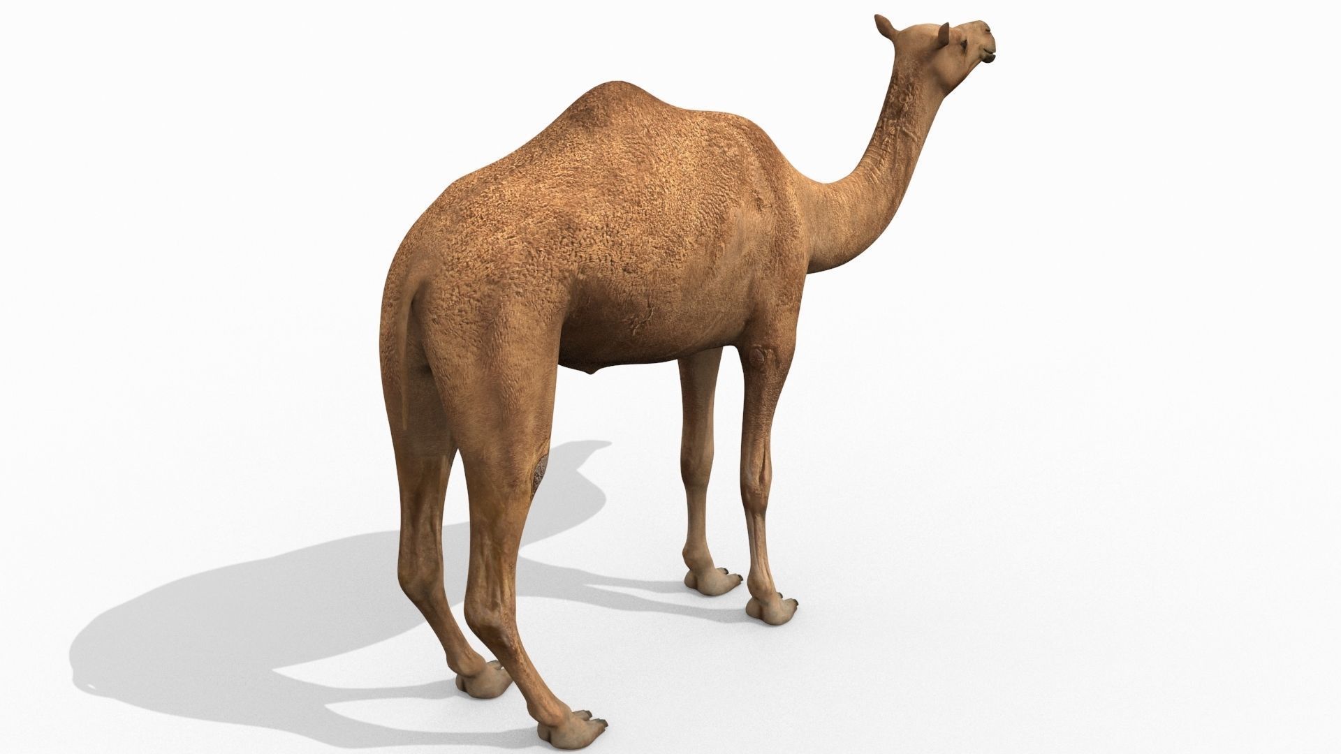 Pro Camel 8K - 3d animated model 3D model_11